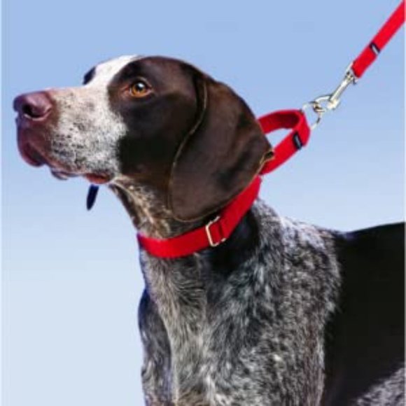 PetSafe Martingale Collar, 1" Red, Large - Picture 2 of 8